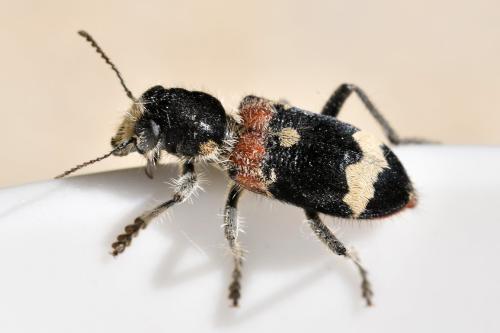 Clerus mutillarius